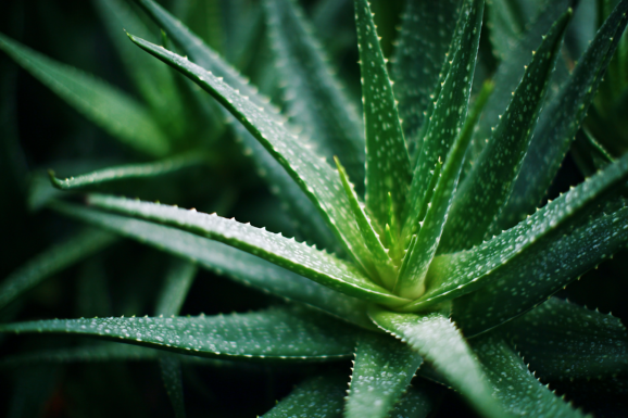 Aloe Vera: The Plant of Immortality