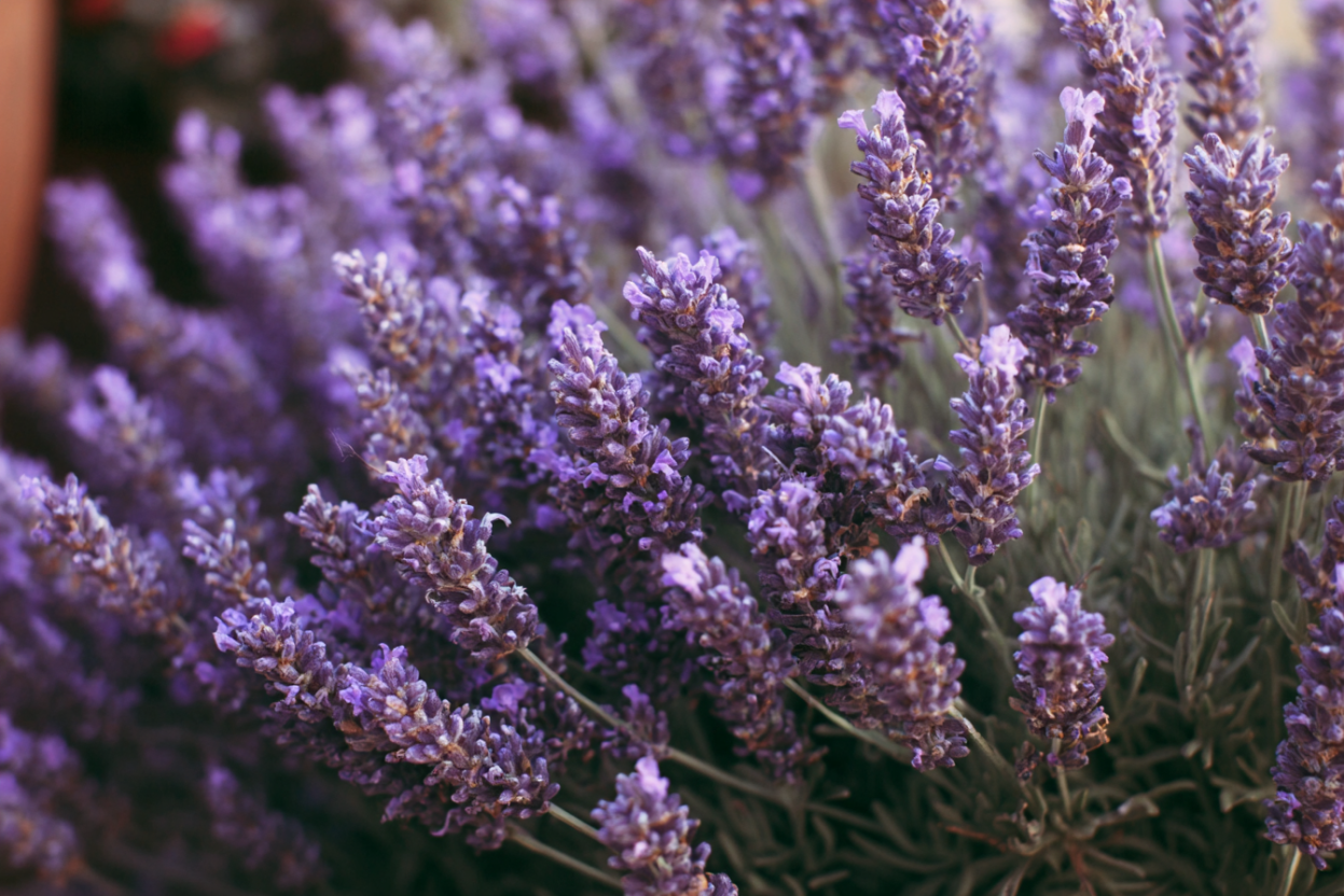 Lavender (Lavandula Angustifolia)