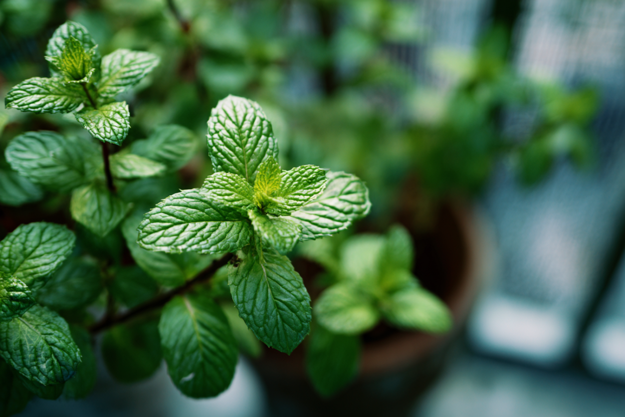 Peppermint