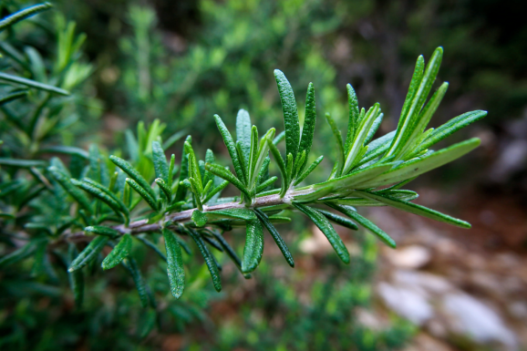 Rosemary (Salvia Rosmarinus)