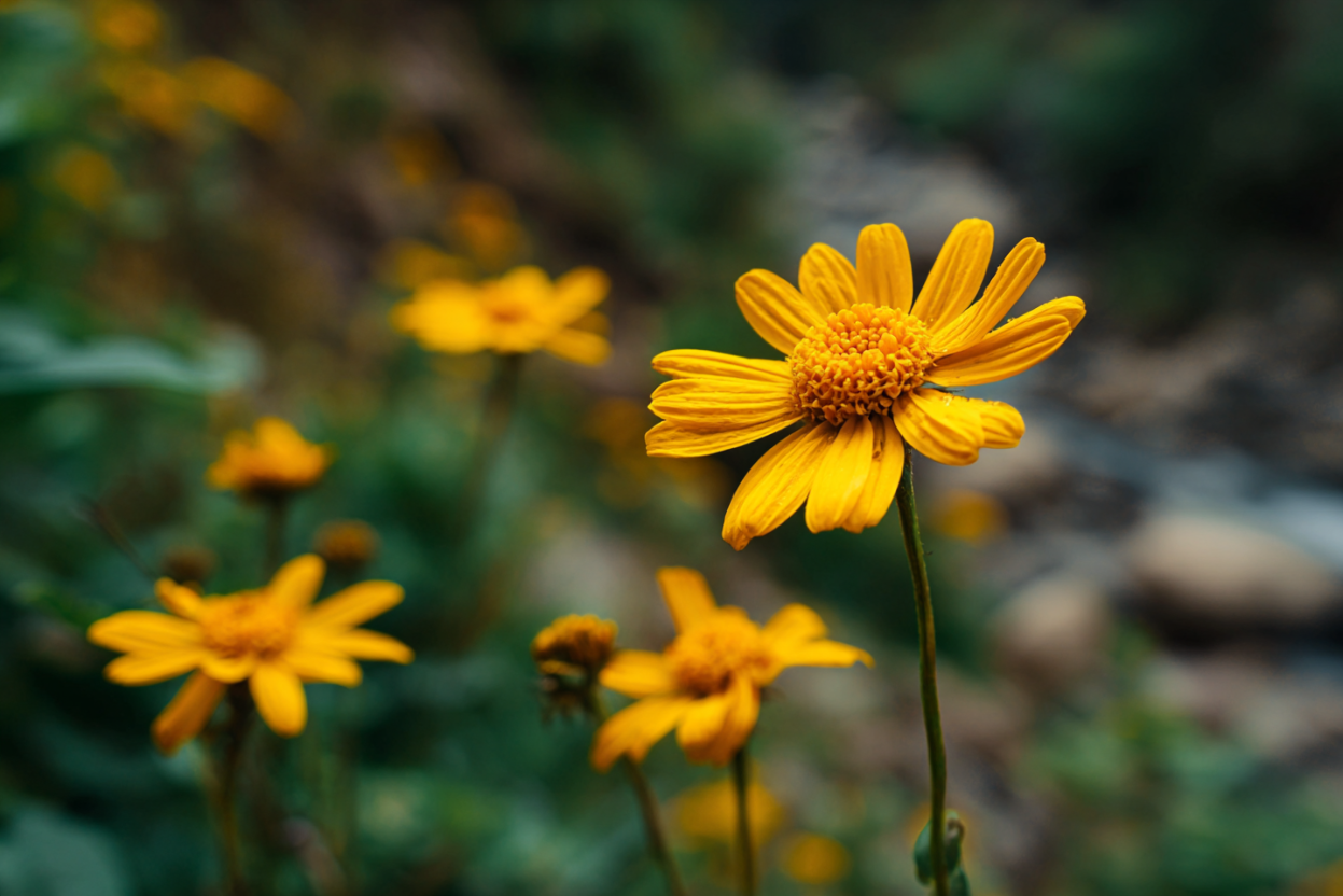 Arnica (Arnica montana)