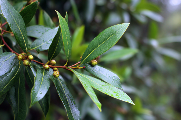 Bay Laurel (Laurus nobilis)
