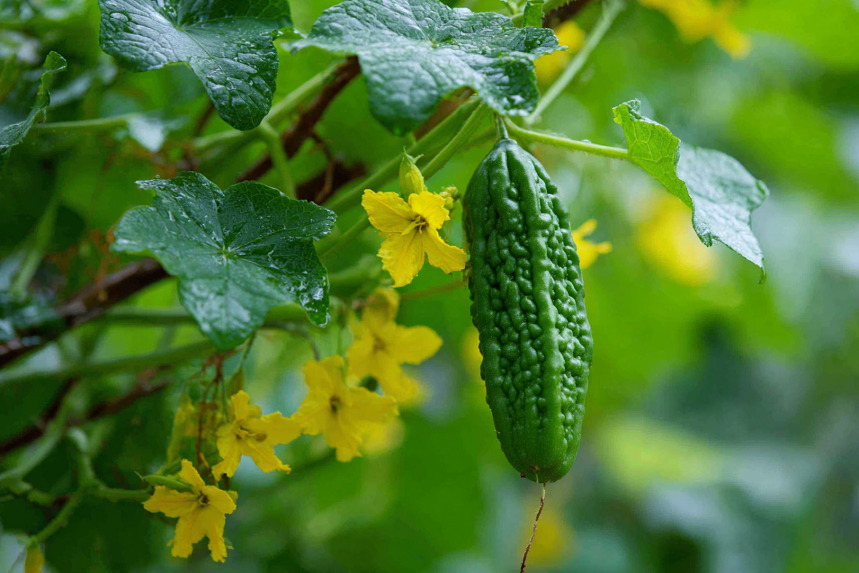 Bitter Melon (Momordica charantia)