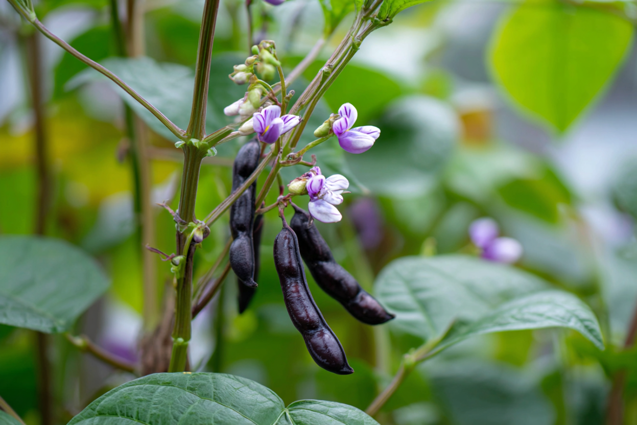 Black Beans (Phaseolus vulgaris)