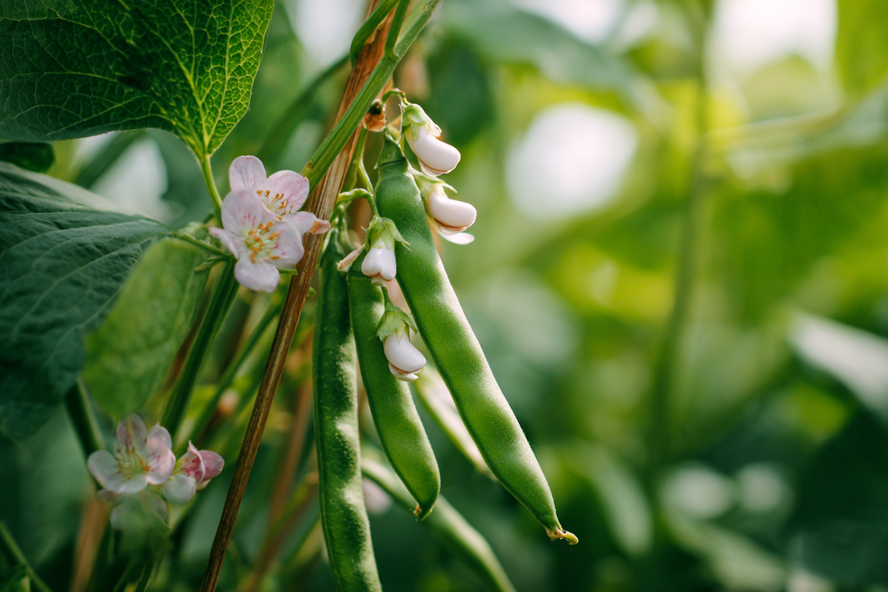 Black-Eyed Peas (Vigna unguiculata)