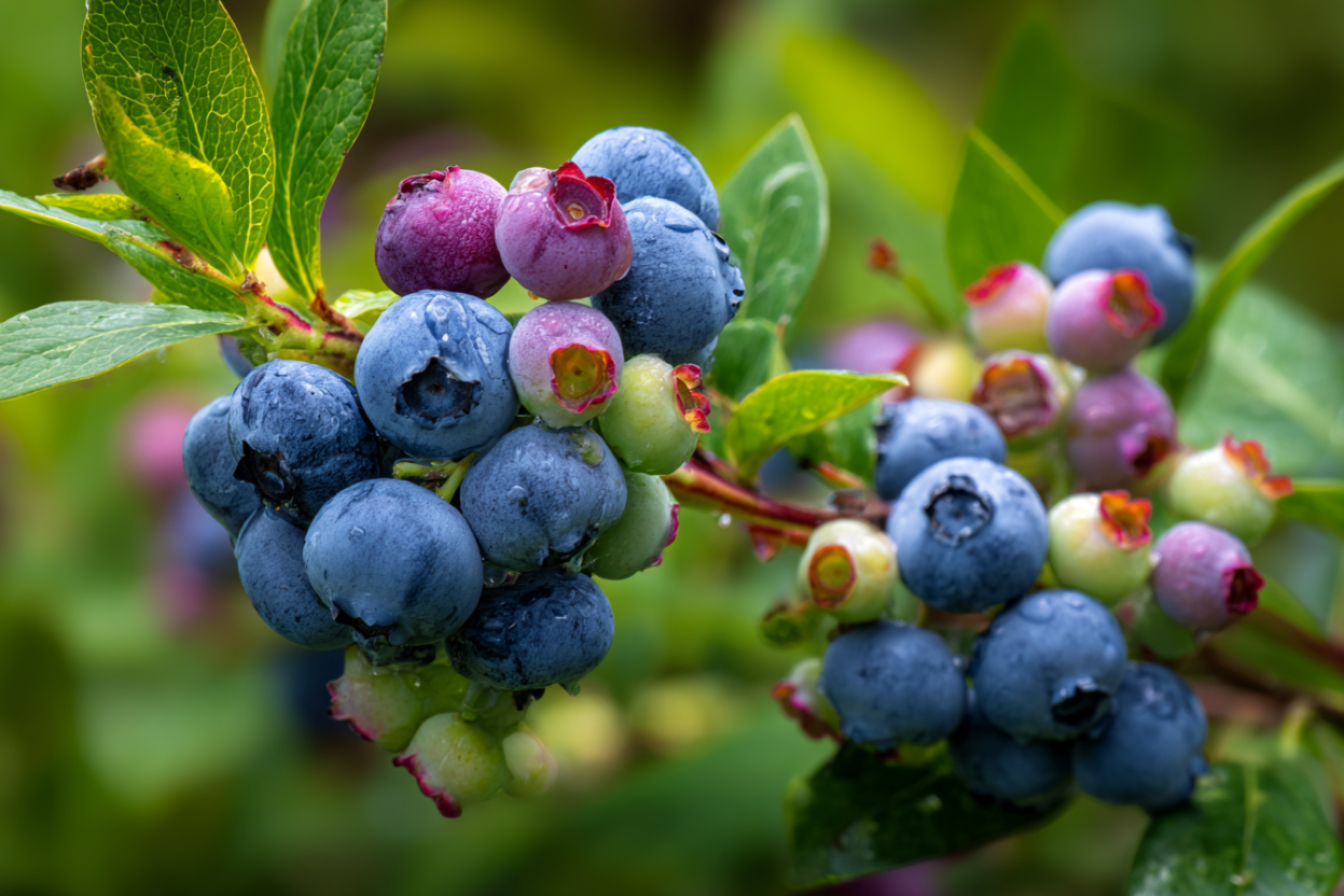 Blueberry (Vaccinium corymbosum)