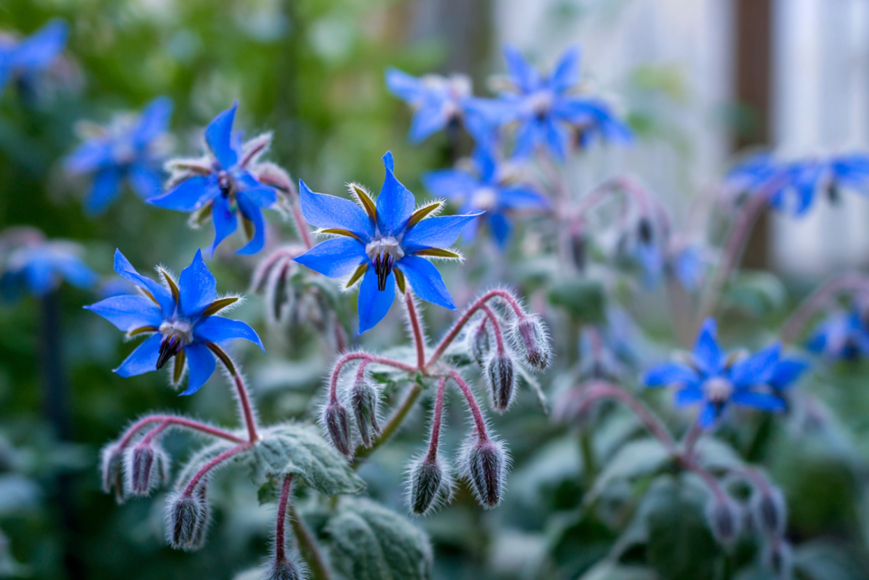 Borage (Borago officinalis) — The Starflower of Courage