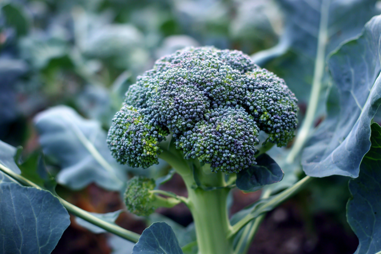 Broccoli (Brassica oleracea var. italica)