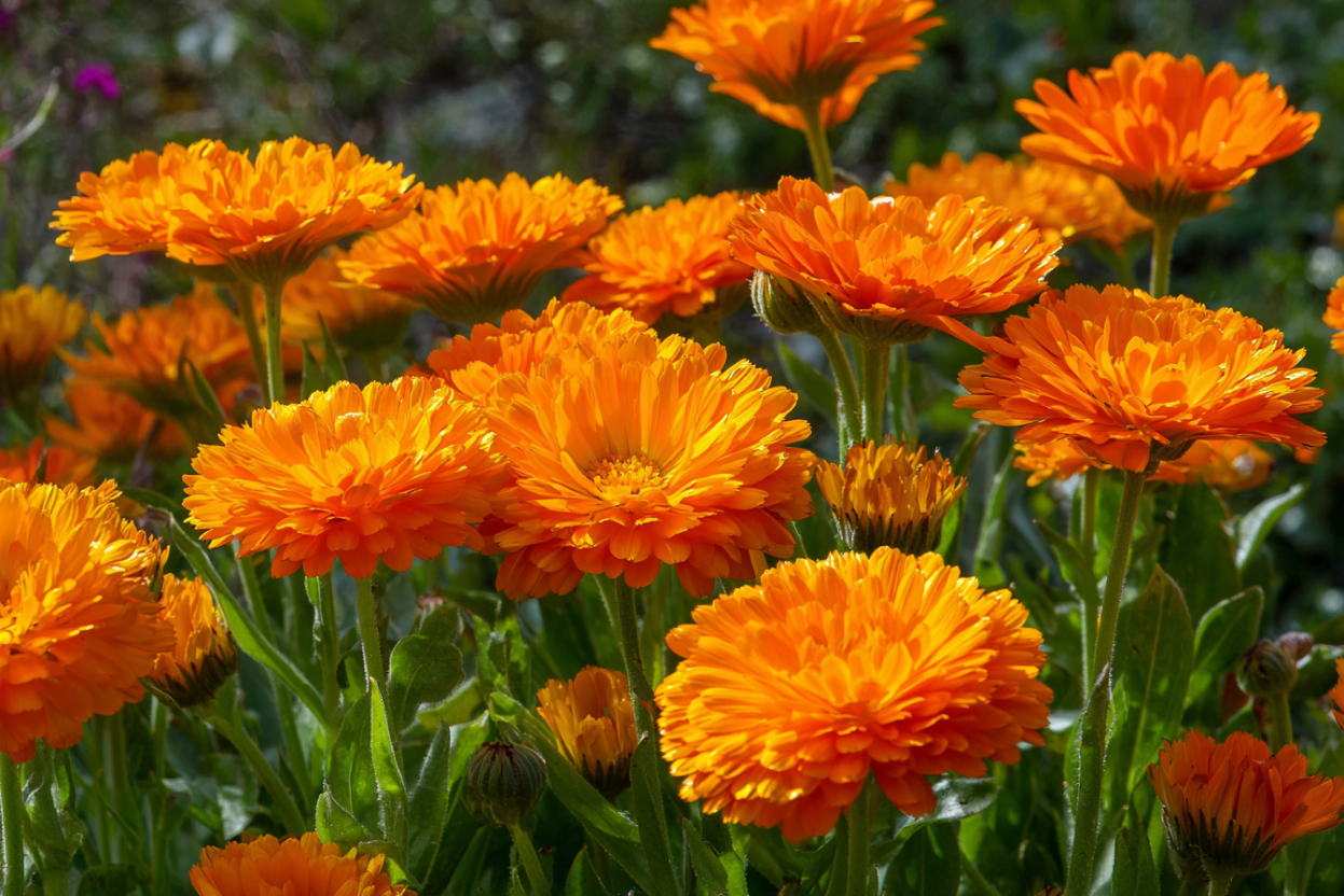 Calendula (Calendula officinalis)