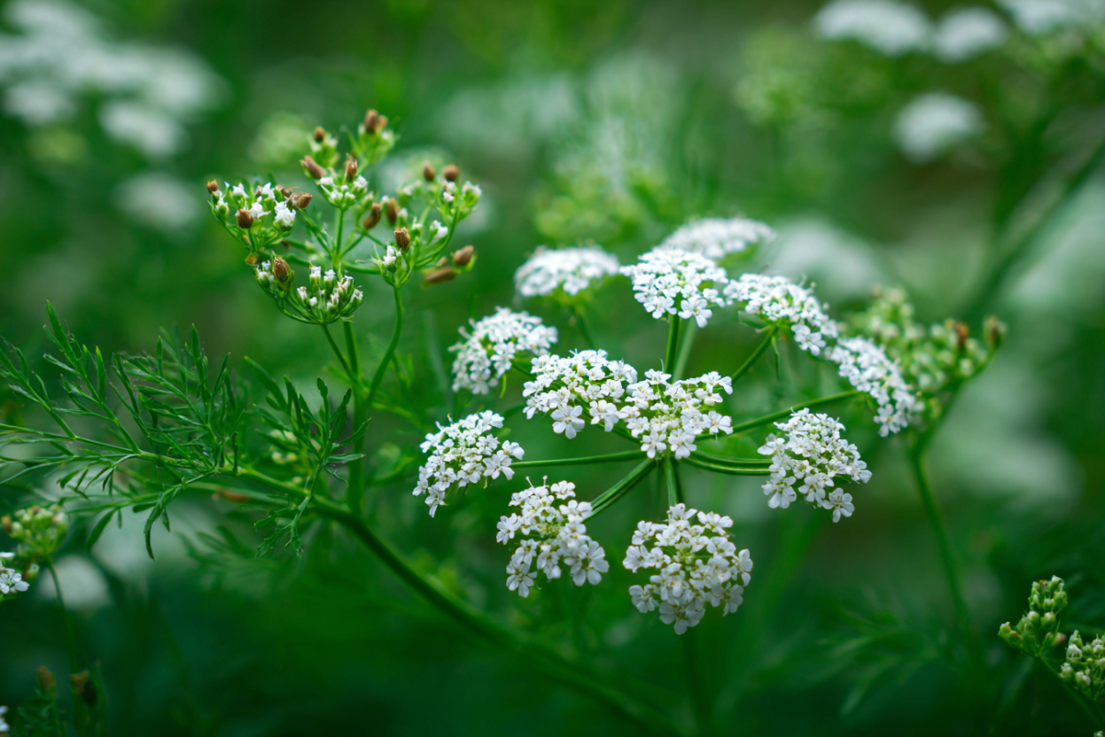Caraway (Carum carvi)