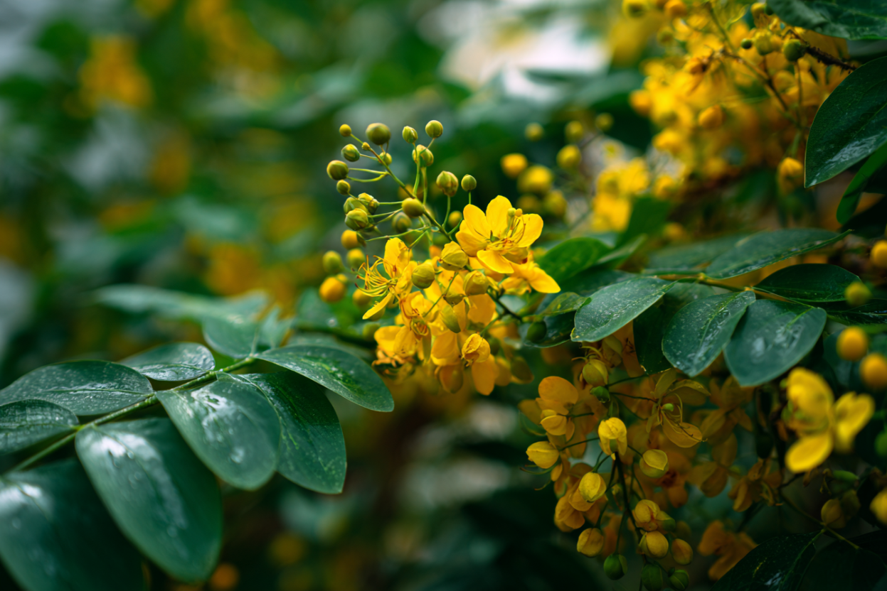 Cassia — Chinese Cinnamon: God’s Warming Spice for the Body