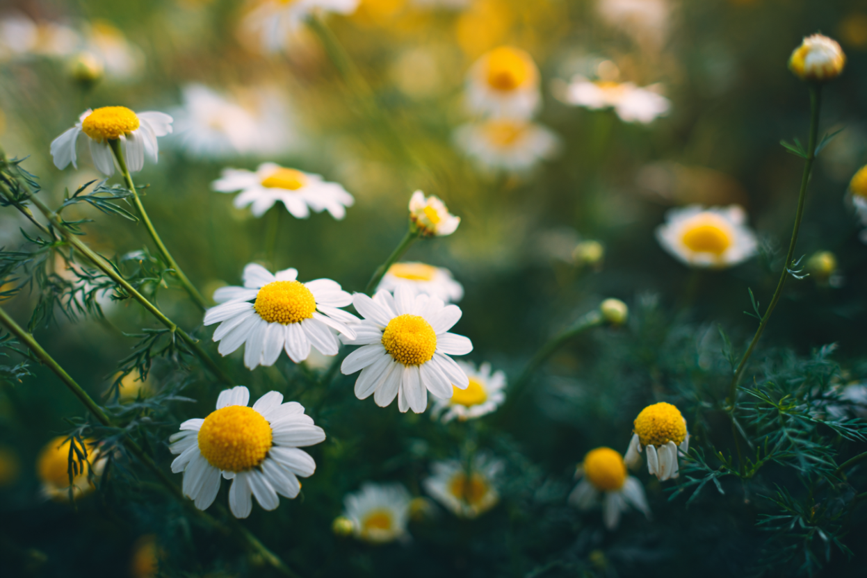 Chamomile (German Chamomile)