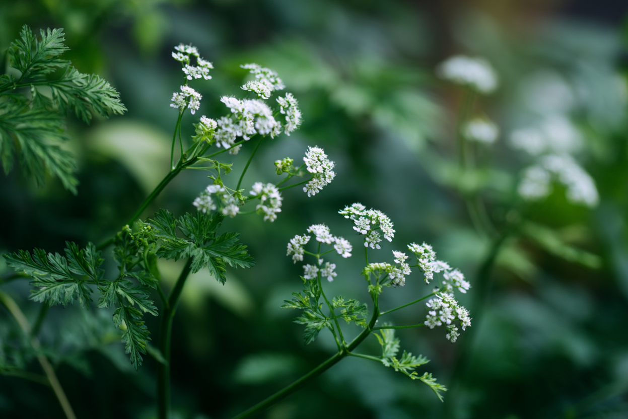 Chervil (Anthriscus cerefolium)