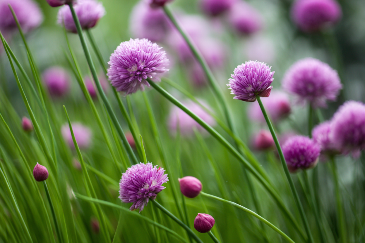 Chives (Allium schoenoprasum)