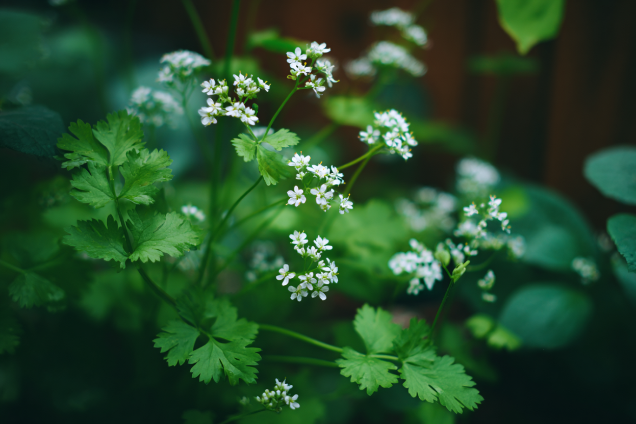 Cilantro (Coriandrum sativum)