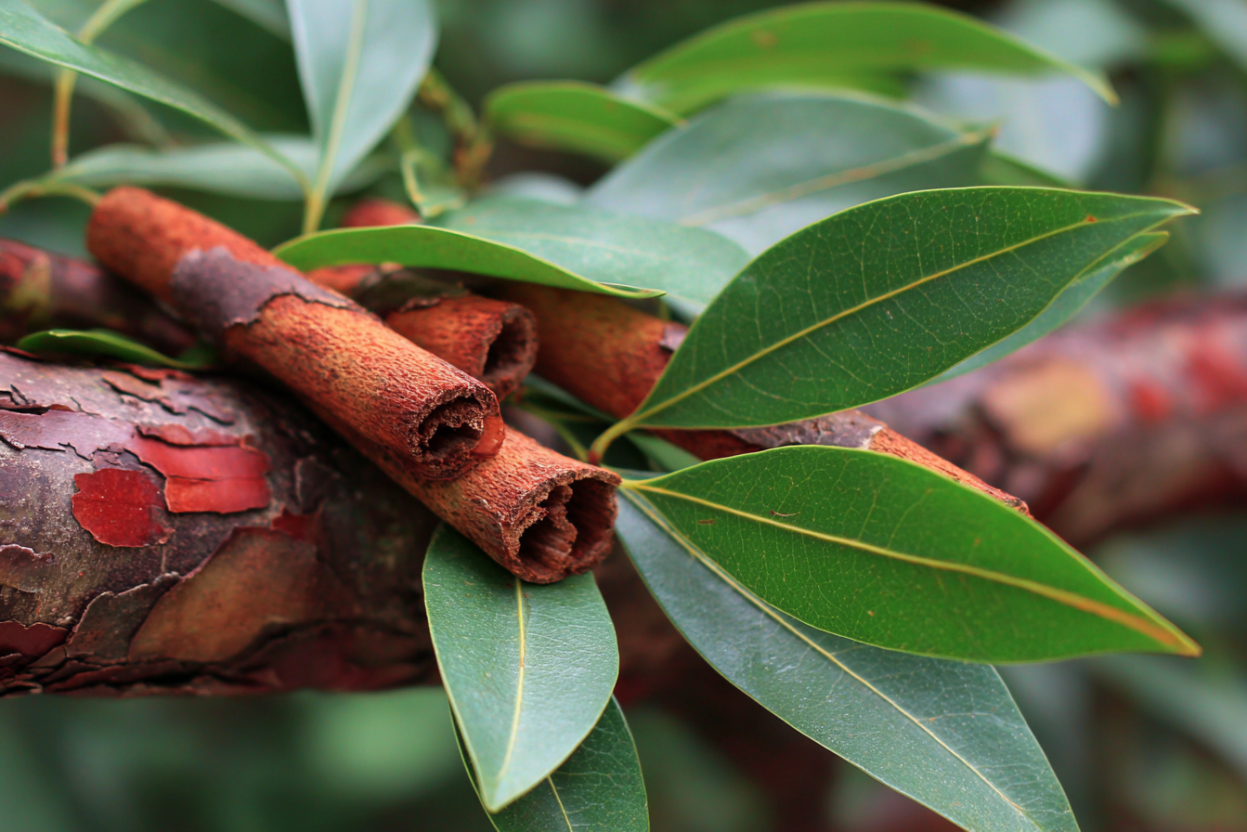 Cinnamon (Cinnamomum verum)