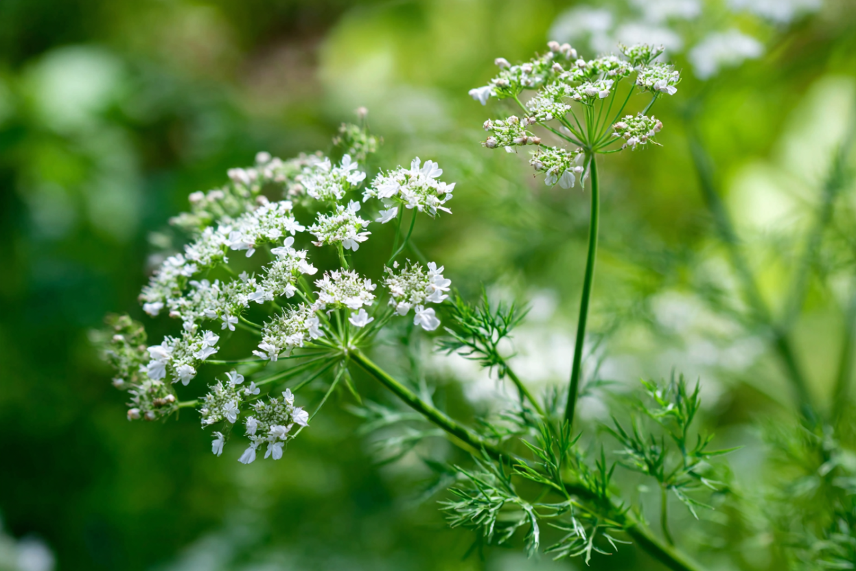 Cumin (Cuminum cyminum)