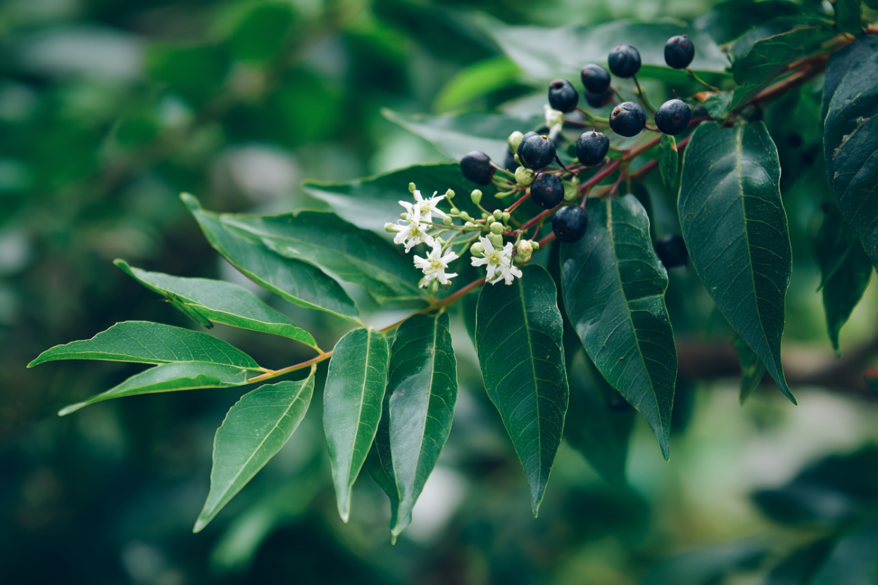 Curry Leaf (Murraya koenigii)