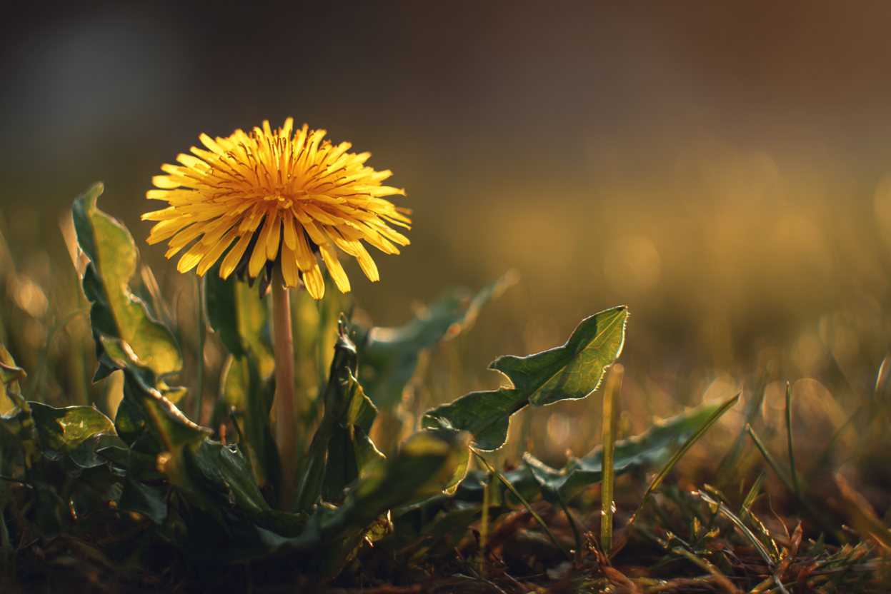 Dandelion (Taraxacum officinale)