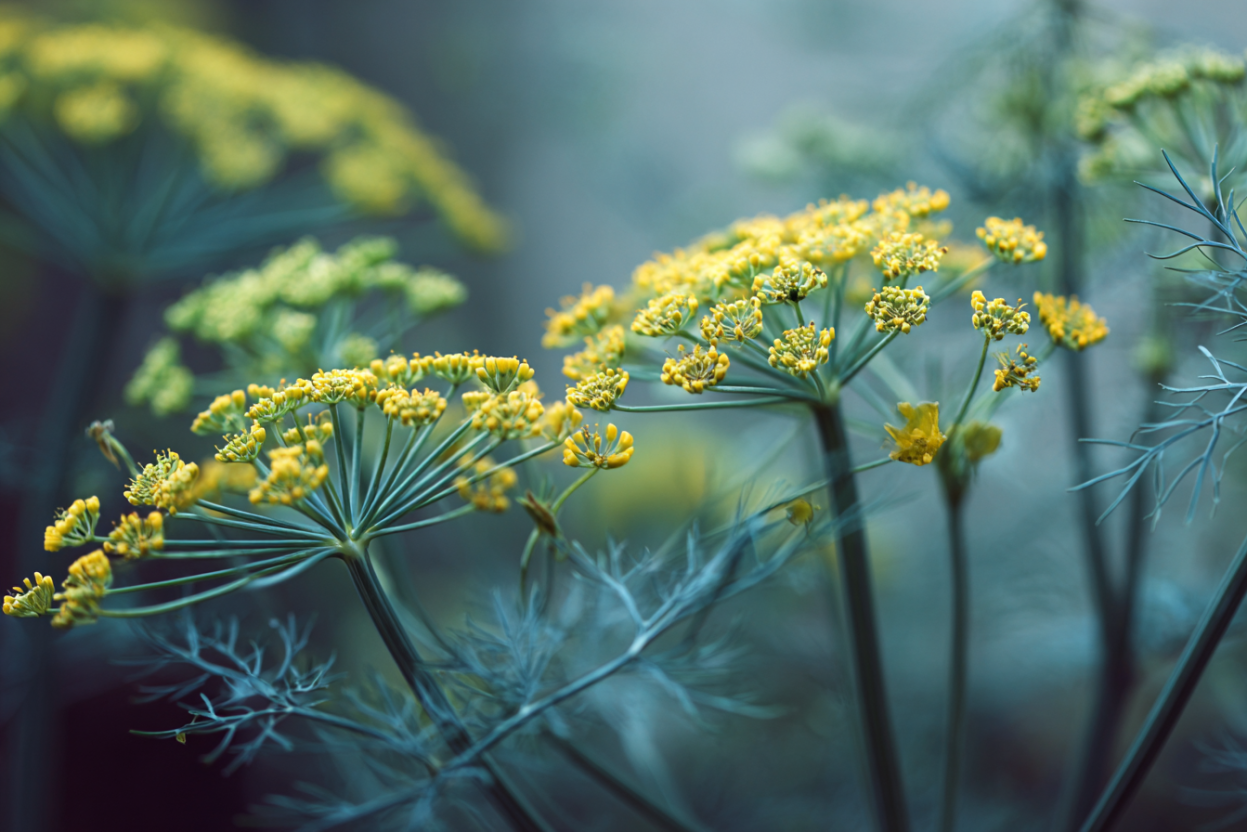 Dill (Anethum graveolens)