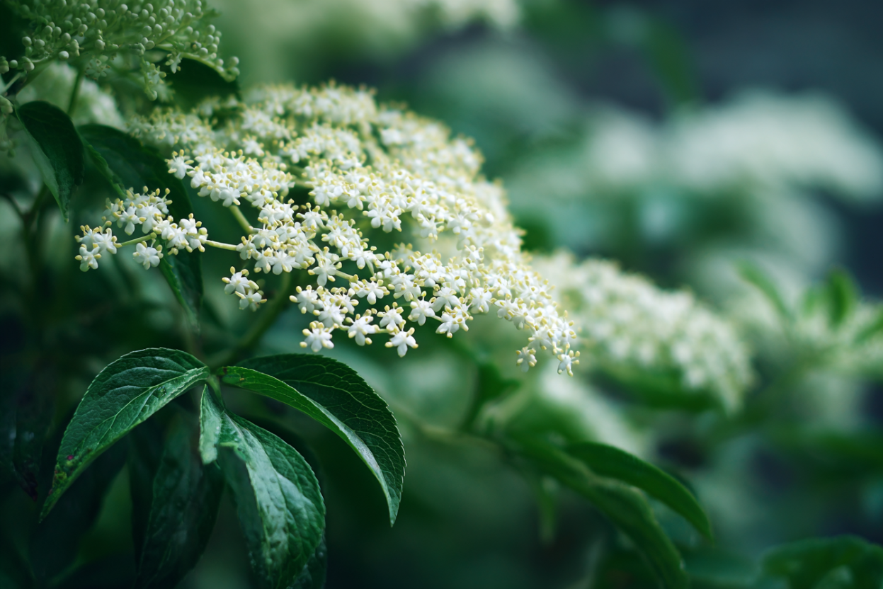 Elderflower (Sambucus nigra)
