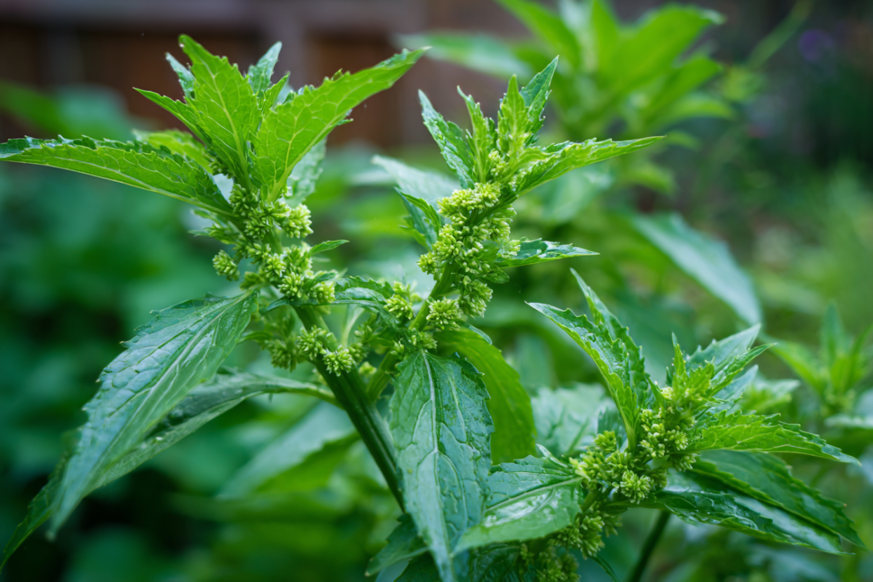 Epazote — God’s Pharmacy for the Gut