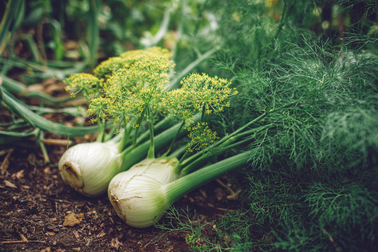 Fennel (Foeniculum vulgare)