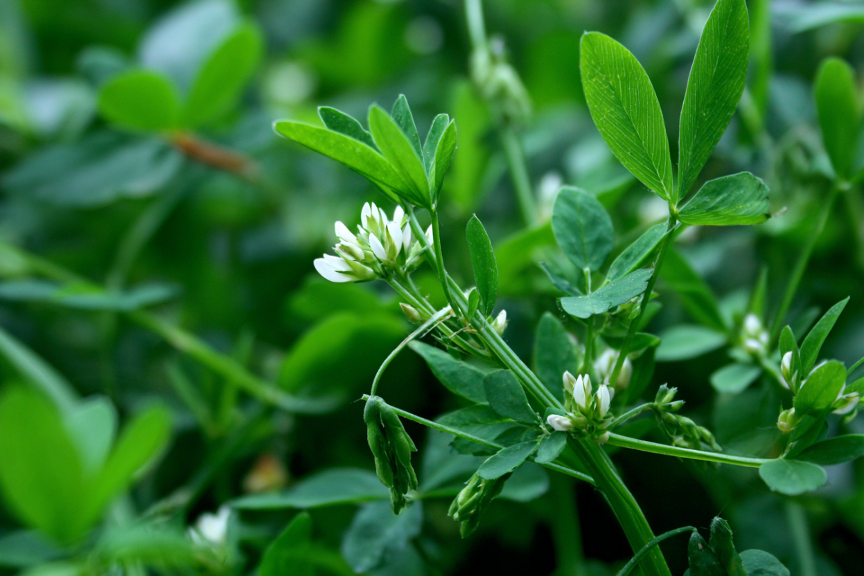 Fenugreek (Trigonella foenum-graecum)