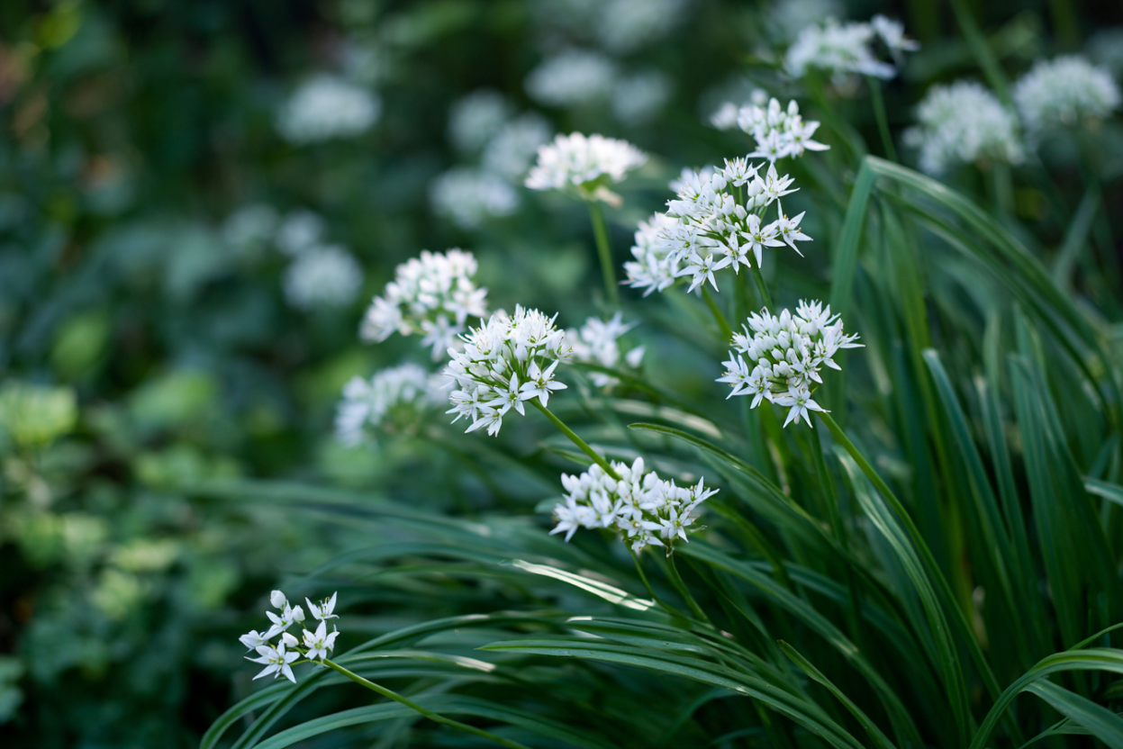 Garlic Chives (Allium tuberosum)