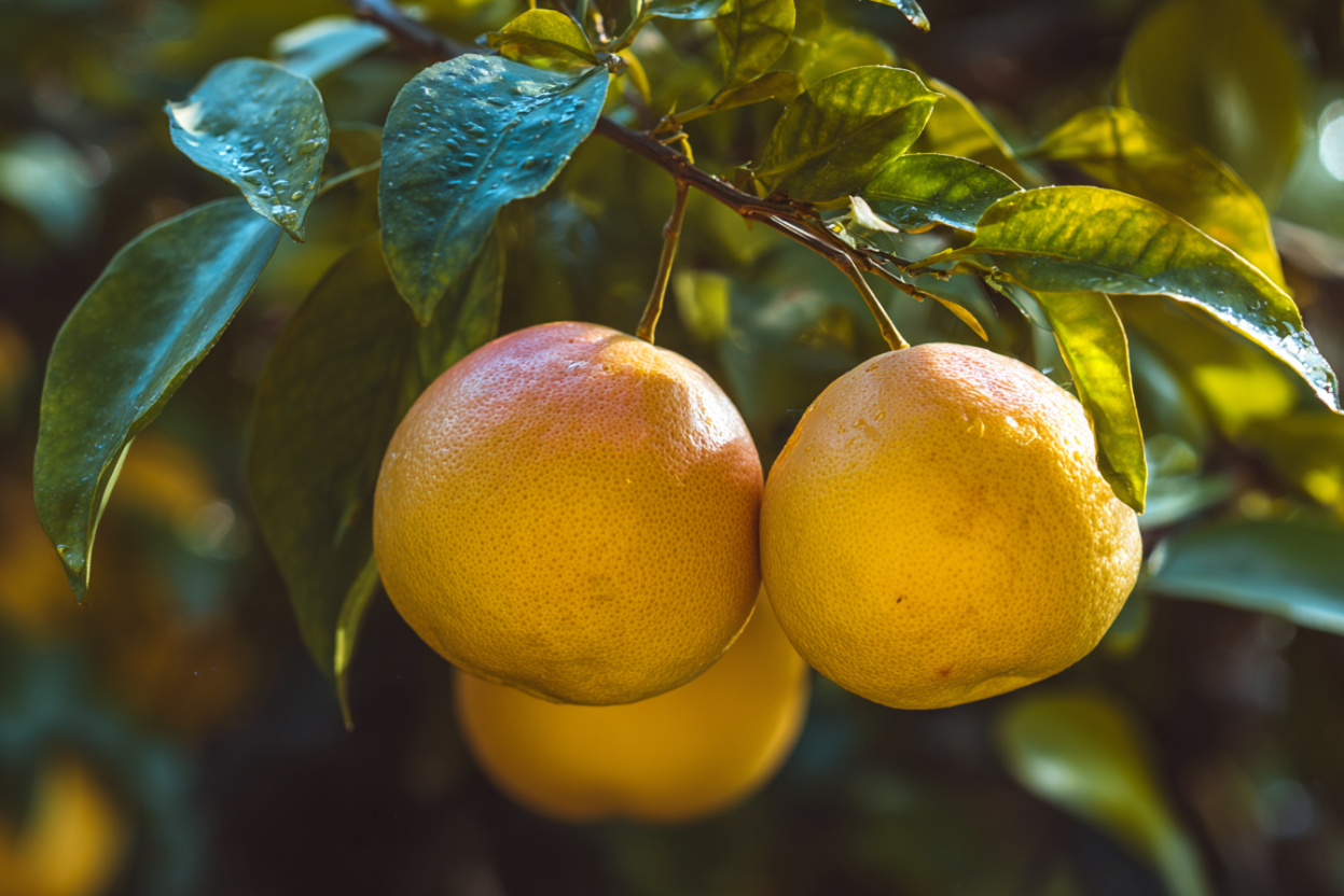 Grapefruit (Citrus × paradisi)