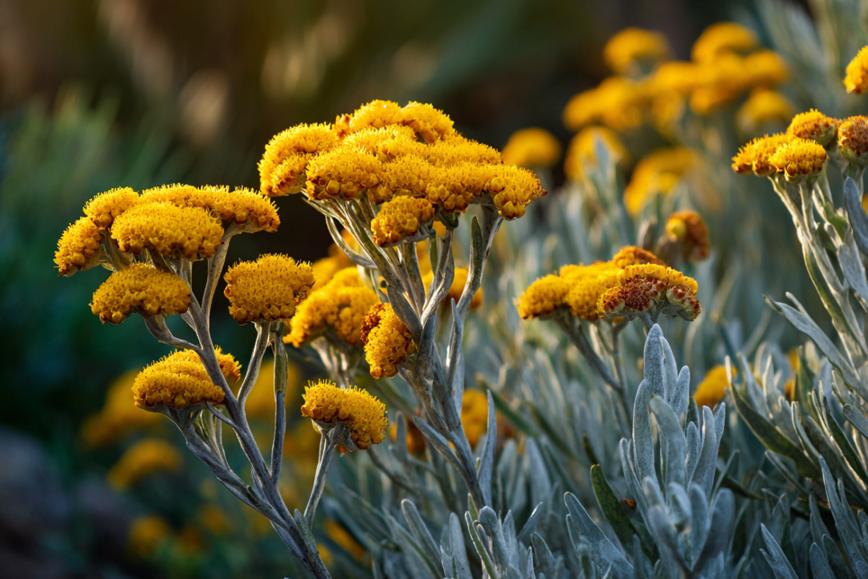 Helichrysum (Helichrysum italicum) — The Immortelle