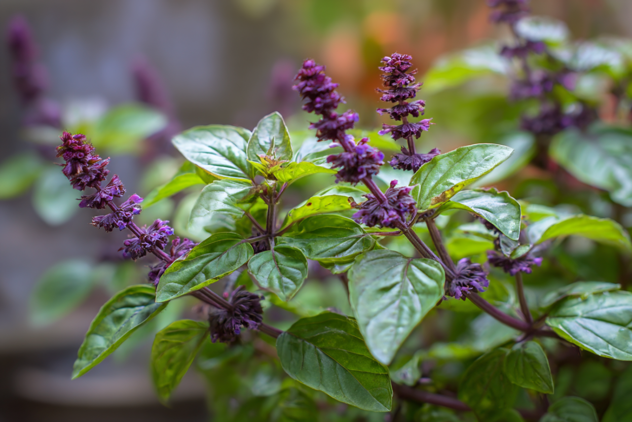 Holy Basil (Tulsi) — God’s Adaptogen for Stress, Immunity, and Whole-Body Wellness