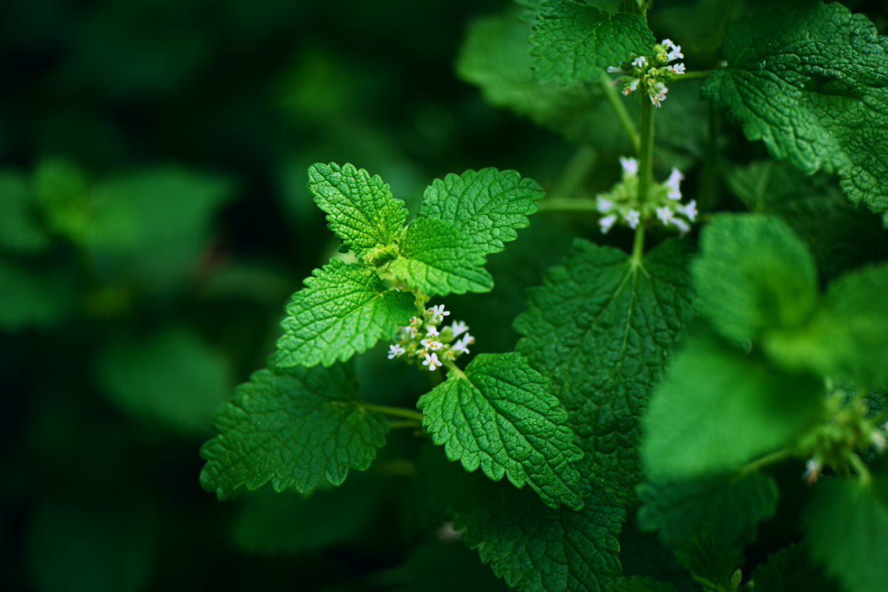 Lemon Balm (Melissa officinalis)
