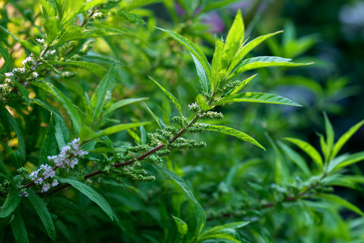 Lemon Verbena (Aloysia citrodora)