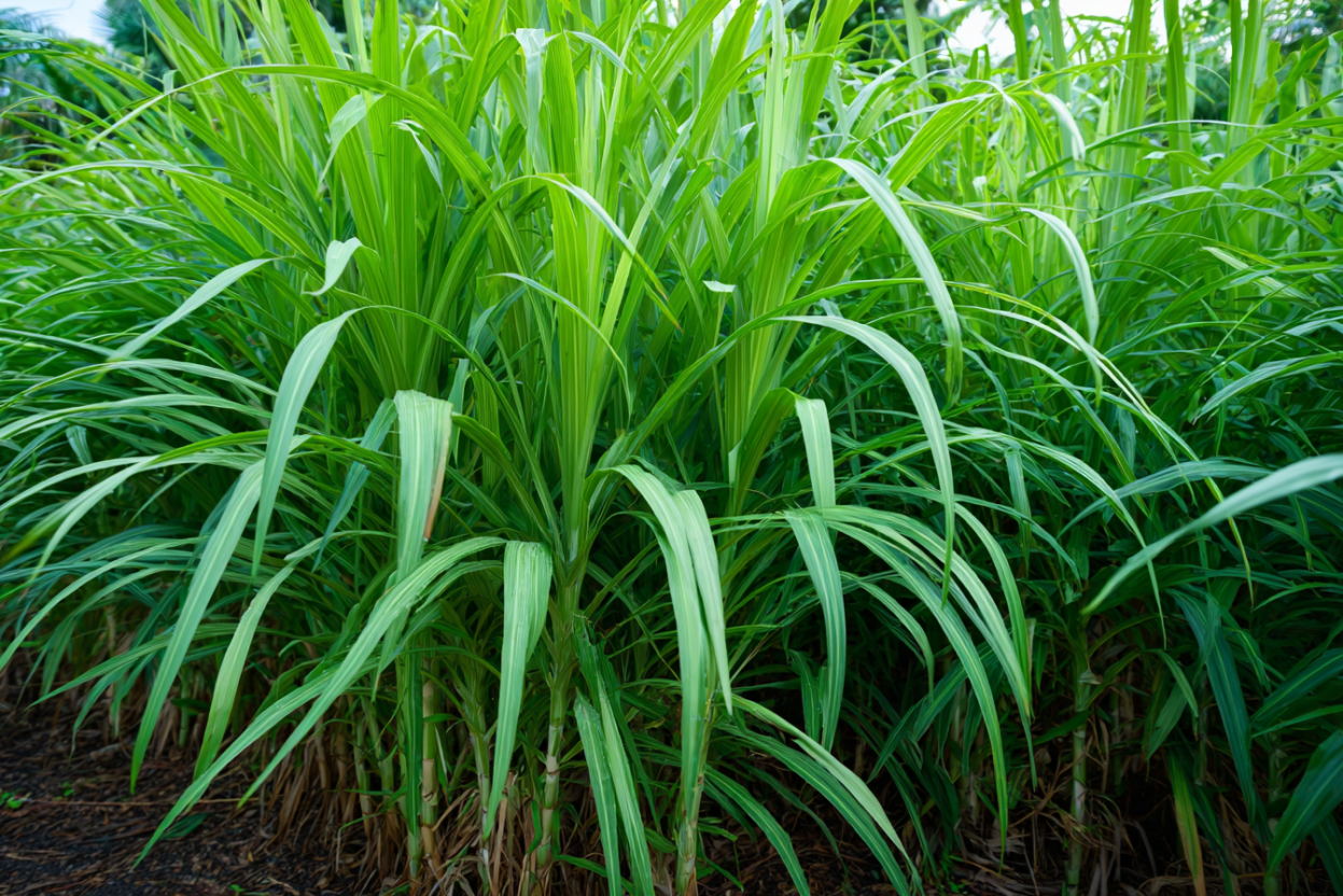 Lemongrass (Cymbopogon citratus)