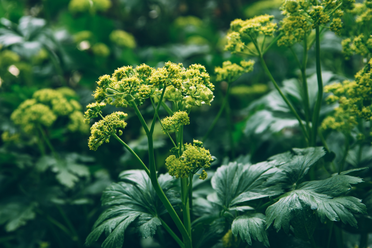Lovage (Levisticum officinale)