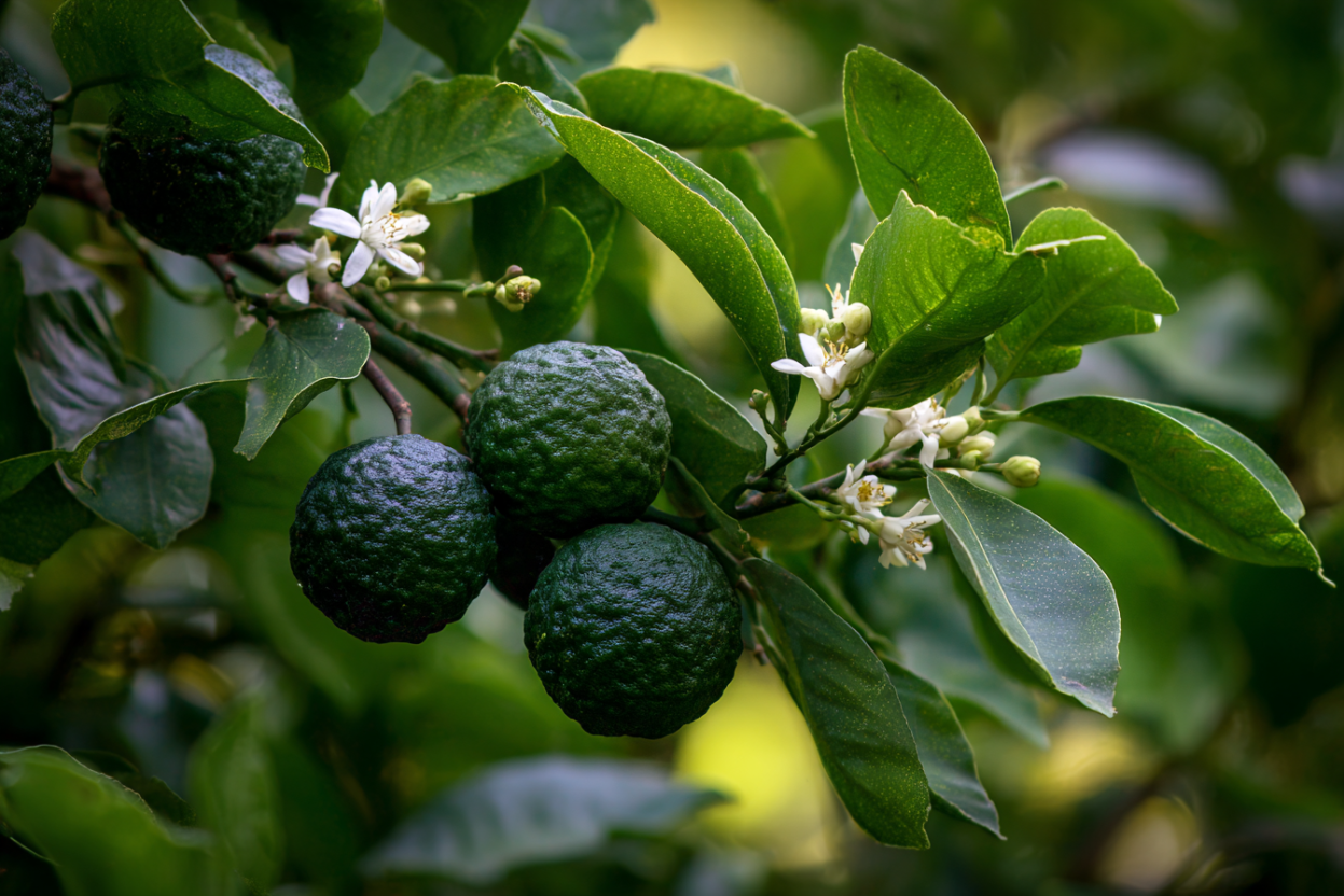 Makrut Lime (Citrus hystrix)