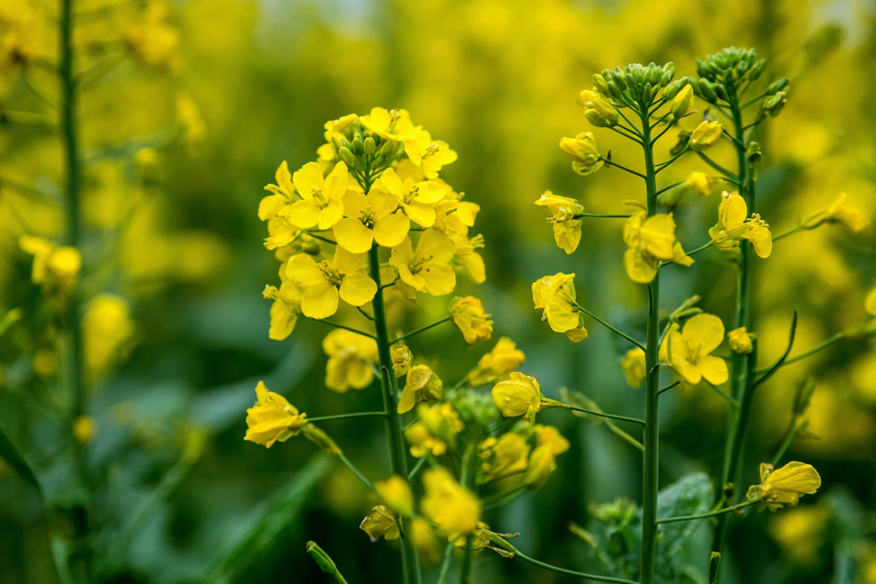 Mustard (Brassica spp.)