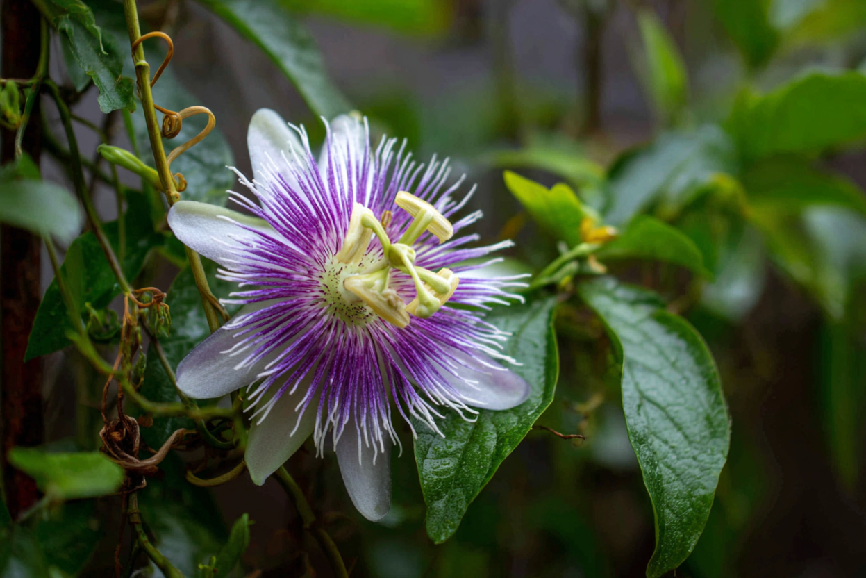 Passionflower (Passiflora incarnata)
