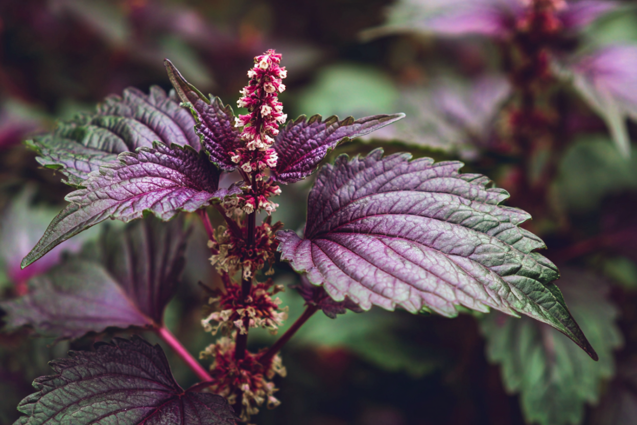 Shiso (Perilla)