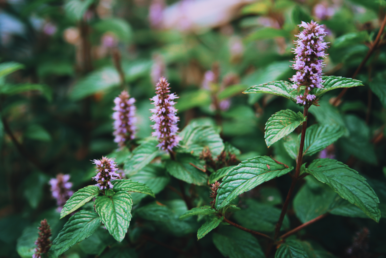 Spearmint (Mentha spicata)