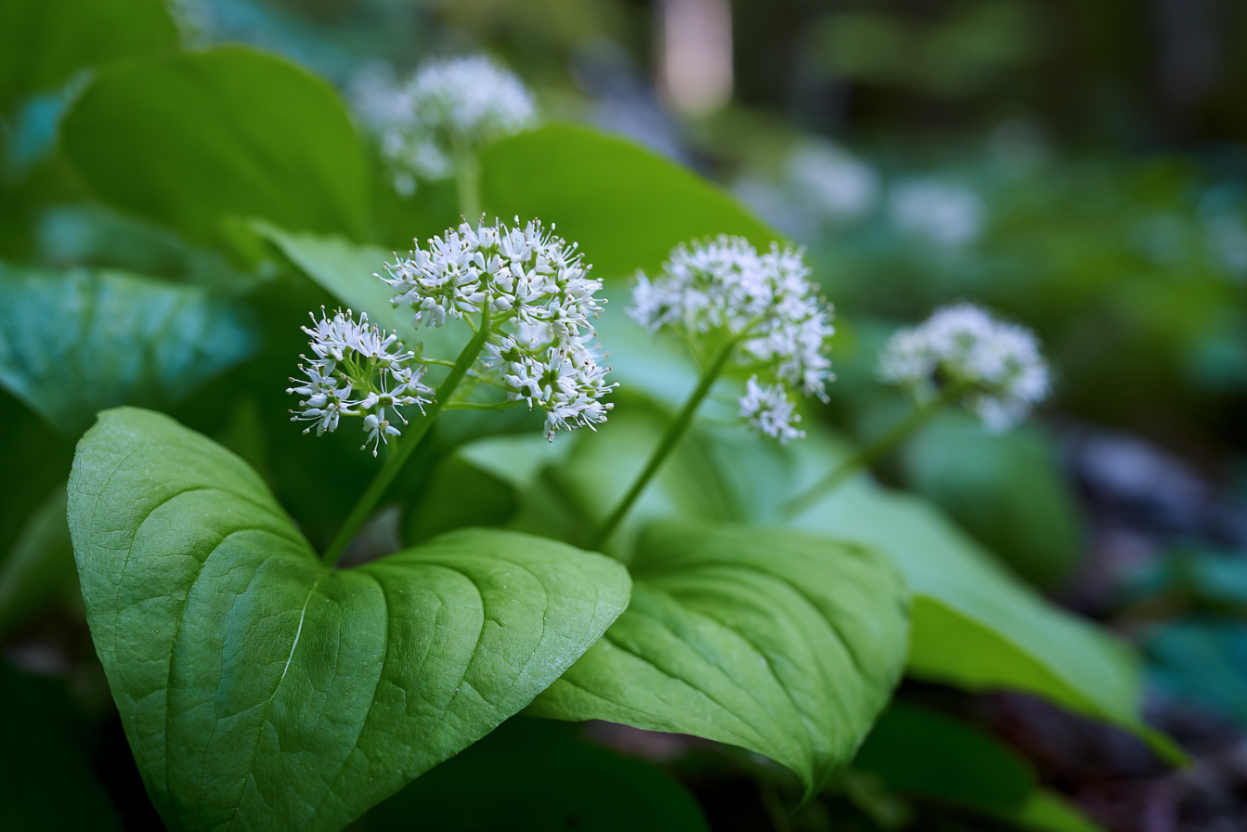 Spikenard plant with broad heart-shaped leaves pink-white flower clusters and dark rhizome