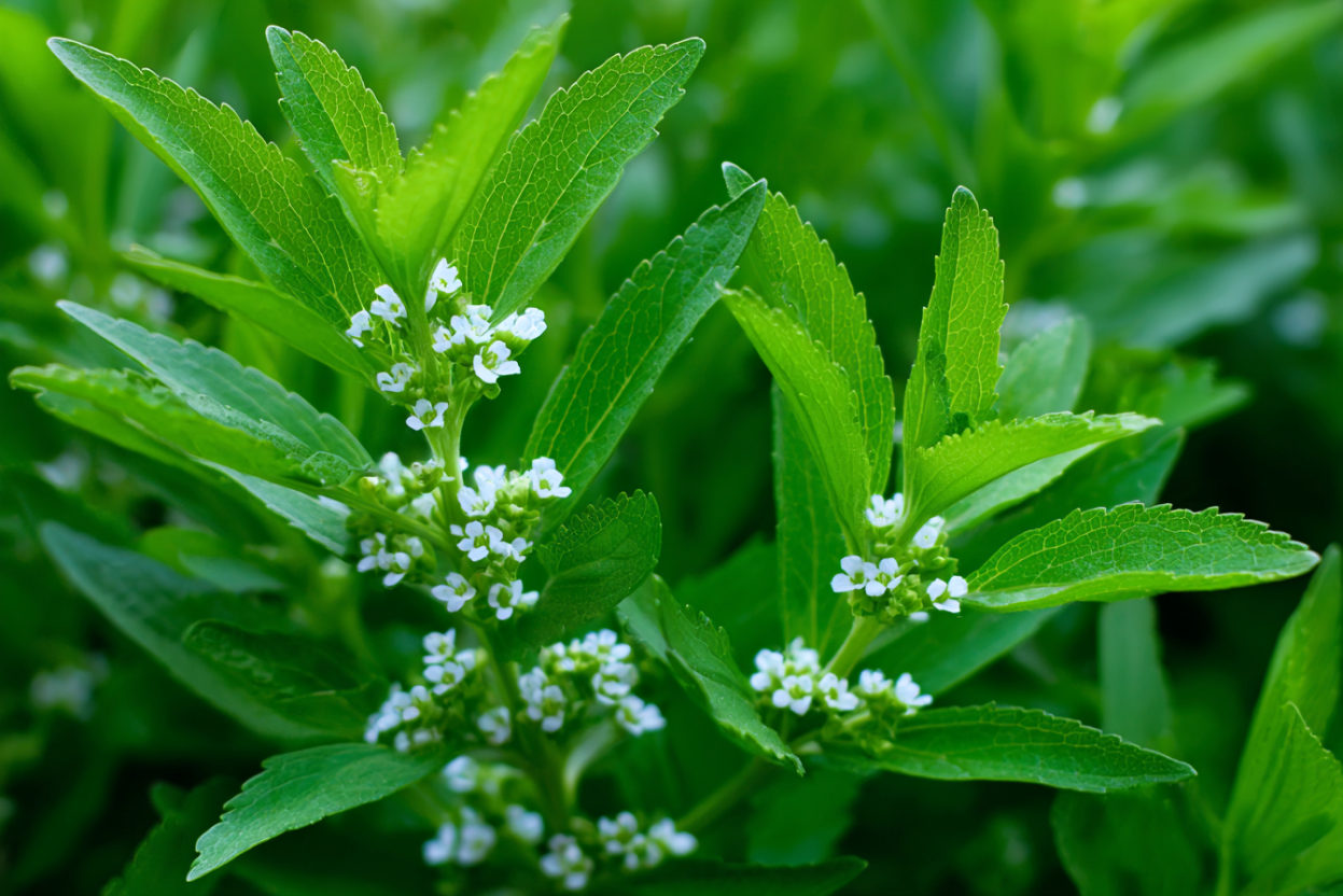 Stevia plant with bright green serrated oval leaves and tiny white flower clusters