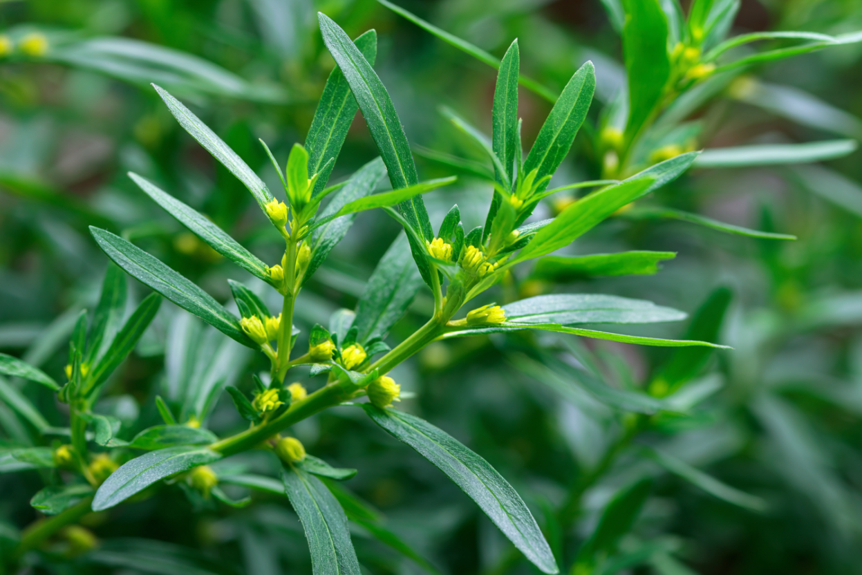 Tarragon (Artemisia dracunculus)