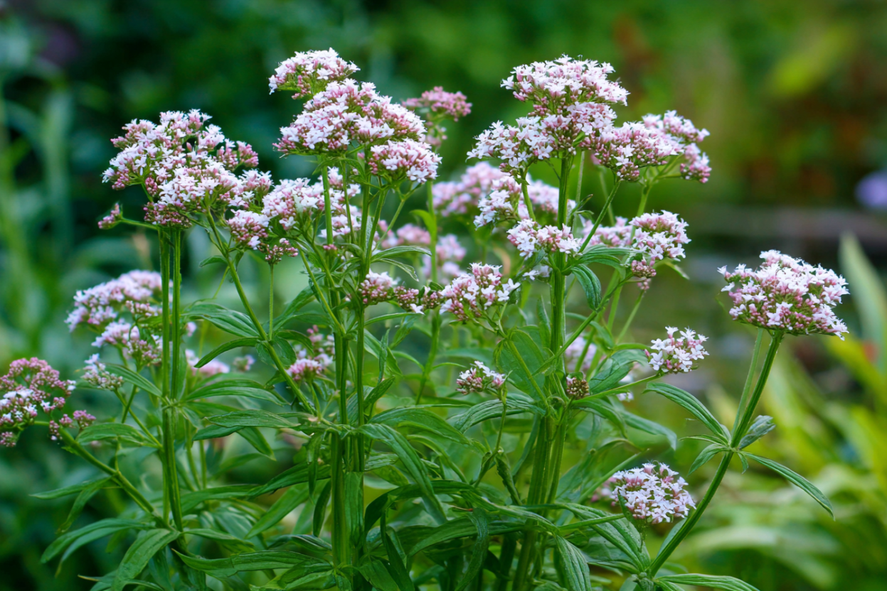 Valerian (Valeriana officinalis)