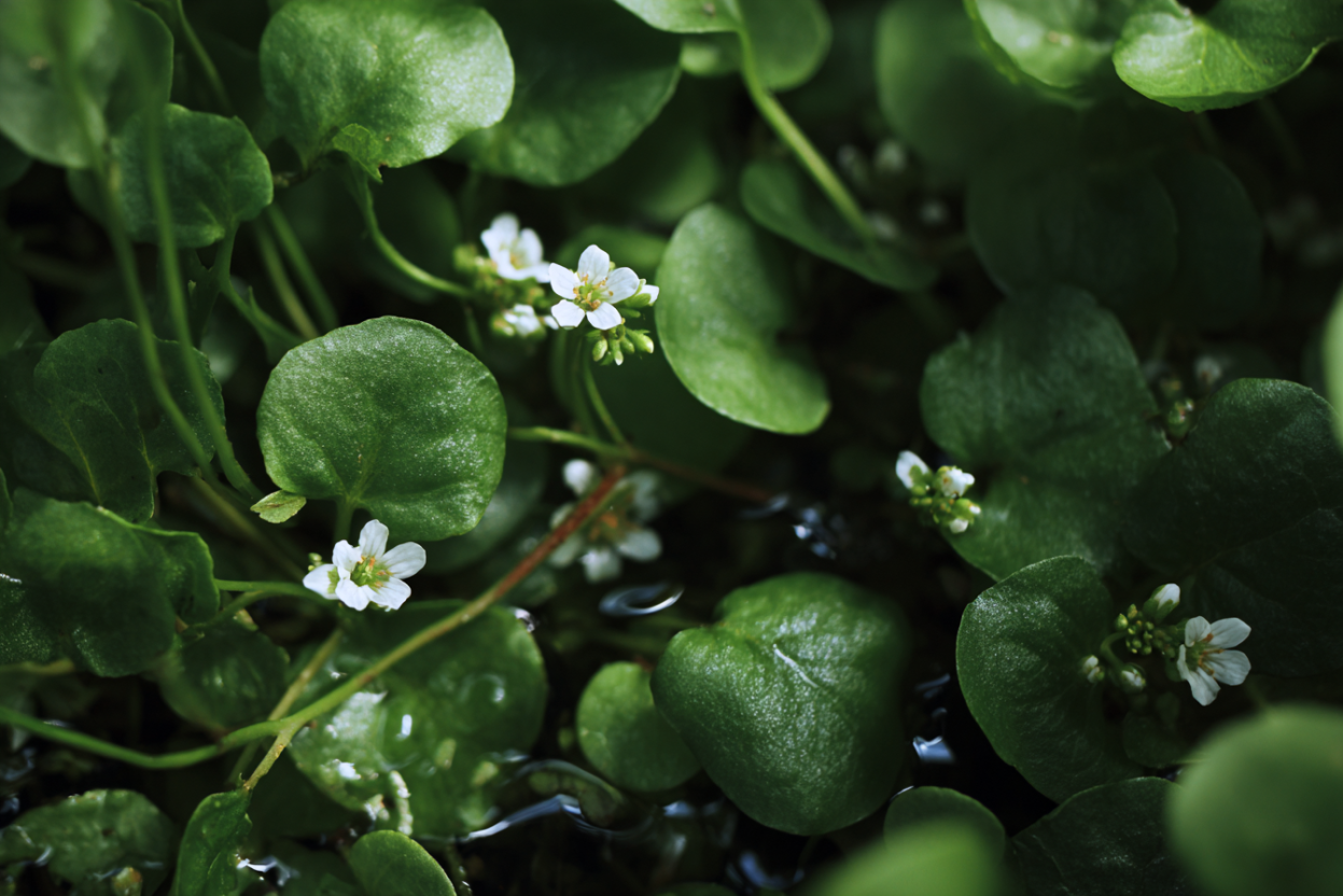 Watercress (Nasturtium officinale)